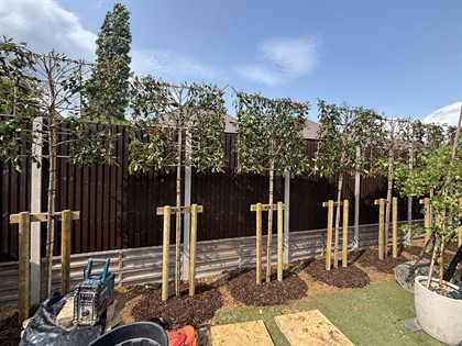 Fencing and garden finish